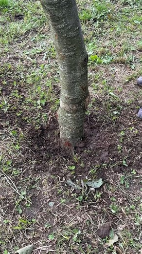 917K views · 1.2K reactions | Remove tree stumps using a car tire | Genius Cute Plus | Facebook