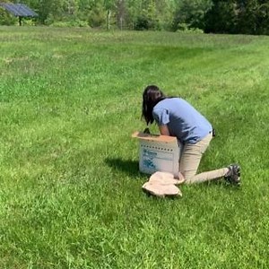 Tis the season of avian rehabilitation and releases! Remember to call us if you find an injured or orphaned wild bird - (802) 359-5000 x212 Here is our Director of Wild Bird Rehabilitation releasing a rehabilitated Red-tailed Hawk in Hartland, VT near where it was first found injured in late February. | Vermont Institute of Natural Science (VINS)