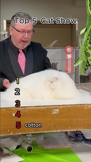 Top 5 Cat Shows You Must See! 🐱✨ | Best Cat Show Moments #Shorts