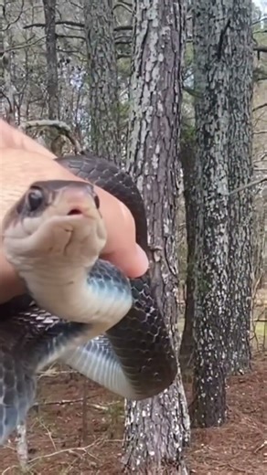 Feisty North American Black Racer snake strikes at the camera, Georgia
