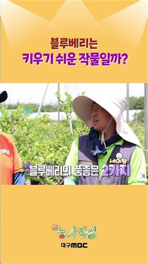 블루베리 농사의 주의점과 품종 배우기🫐 #대구mbc #블루베리