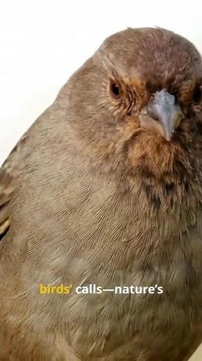 🐦 SECRET Towhee Superpower: MID-AIR Double-Scratch Attack & Mirror Battle Mode 🍂🔥