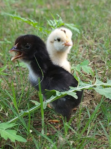Cutest Baby Chickens Making Sweetest Sounds