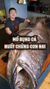 Case File: Decoding the 570-Catty "Sea Monster" Grouper & The Deer Mystery