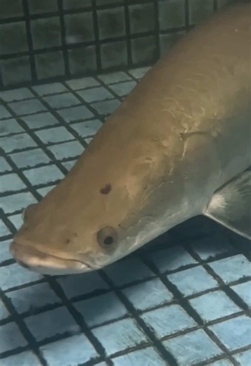Semua ikan di kolam aku! Mana favorit kalian?! @SDI