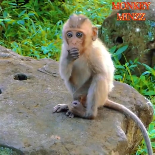 A Baby Monkey’s Heartbreaking Cry for Help #family #baby #monkey #cute #crying #love | Irma Javi