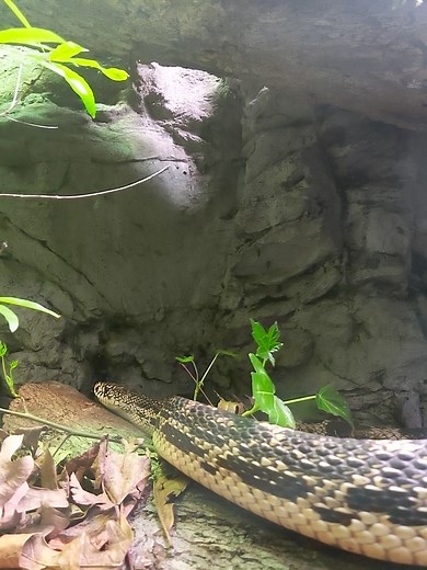 2.8K views · 53 reactions | The Virginia Tech Department of Fish and...