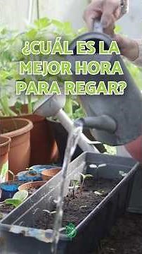 💦🌿 Not at night or midday, this is the best time to water plants in summer