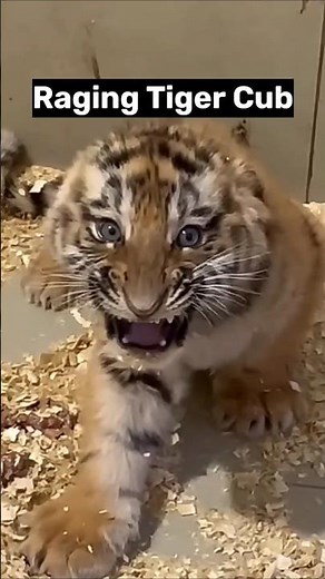 Raging Tiger Cub Untamed Wild Spirit