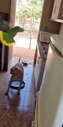 O Papagaio Denuncia, Ataca e Ainda Zoa o Pitbull! 😂🐦🔥