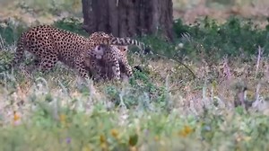 21K views · 1.7K reactions | Harmful Mistake When Cheetah Hunts Wildebeest Terrifying Confrontation of Cheetah vs Wildebeest | Vinhbui012 | Facebook