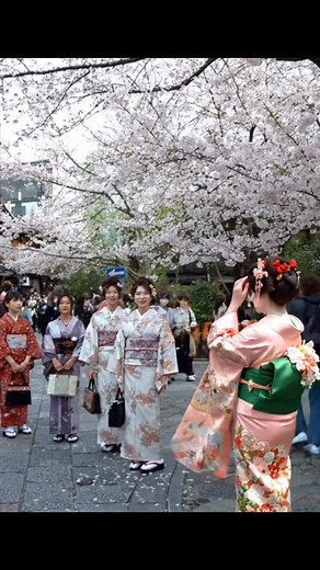 133K views · 6.9K reactions | Japanese woman dressed in kimono  during the cherry blossoms  | Japan Entertainment | Facebook