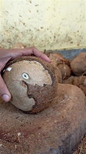 26K views · 86 reactions | open coconut meat without having to use a machine #coconut #satisfying | Babam Babam | Facebook