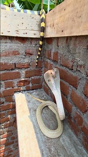 Indian Spectacle Cobra vs Rana Snake #shortsvideo #youtubeshorts #trending