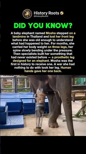 The Elephant Who Made History 🐘🦿