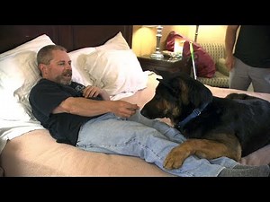 Watch This Super-Dog-In-Training Learn To Wake This Man From Night Terrors