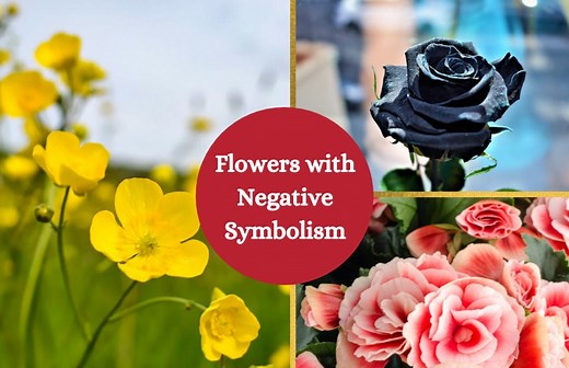 Flowers With Negative Meanings – A List - Symbol Sage