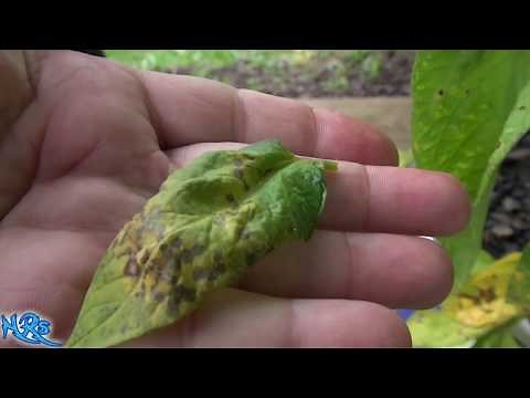 Septoria leaf spot tomato | Septoria lycopersici | How to identify it and what it is