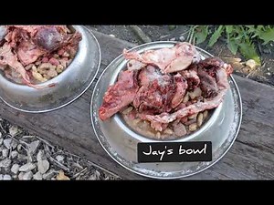 What I Feed My Sled Dogs/ Back In Training