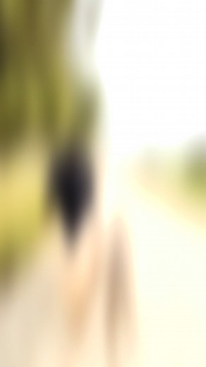 Oh how I miss these big meat heads already. Blu & Leo came to me unable to see other dogs without losing their minds. They only listened when they felt like it and were very clearly overpowering their owner Erin. After 4 weeks of a balanced training style, these dogs can be walked with a pinky finger (no more feet planting and holding on for dear life) 😆. A huge part of my program is making sure the human understands how to properly lead the dog. We work together thoroughly until all bases are 