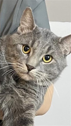 How many cats can you hold at once? 😹 #cat #cute #animals #kitten