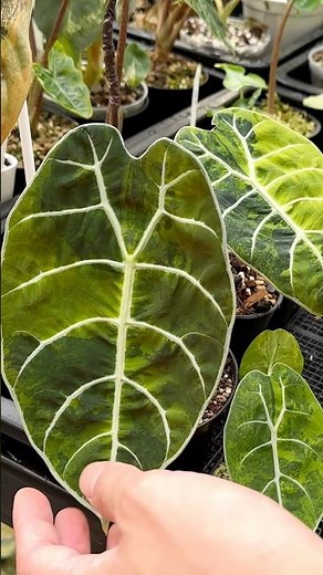 11. Alocasia watsoniana variegata - Plant Profile