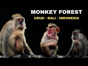 Bali Monkey Forest - Ubud, Indonesia