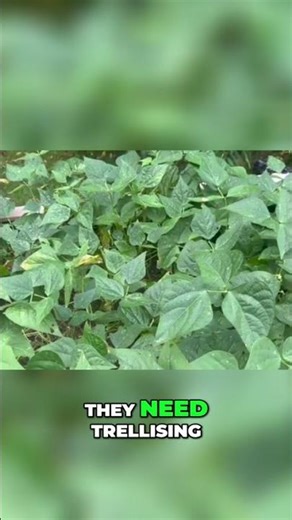 Bush Beans vs. Pole Beans: Gardening Differences! #shorts