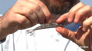 2.1K views · 24 reactions | Most anglers think they need a tackle box stuffed with lures to catch fish… but that’s just not true. In fact, 2️⃣ lures will cover 99% of your fishing situations if you rig them correctly. 樂 So what are they? How do you rig them to maximize strikes? And WHY is this titled “3 MUST-TRY?” Want more HACKS?  Visit https://secure.saltstrong.com/12-days-saltwater-fishing-secrets | Salt Strong | Facebook