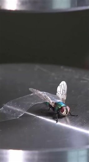 The Fly That Outsmarted a Hydraulic Press 😤 #satisfying