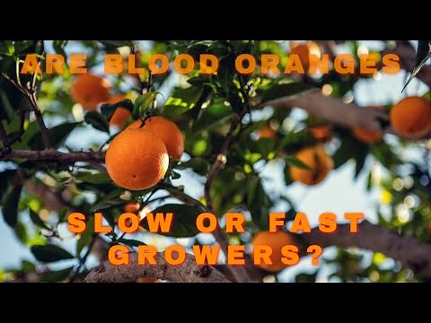 The Fast Growing Blood Orange Tree ( Clearing Up Misrepresentations) #bloodorange #citruscare