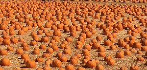 50 Fun Things to Do This Fall in Southwestern Ontario