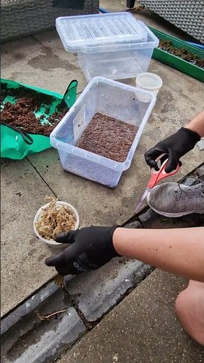 Easy Method To Grow Unlimited Sphagnum Moss