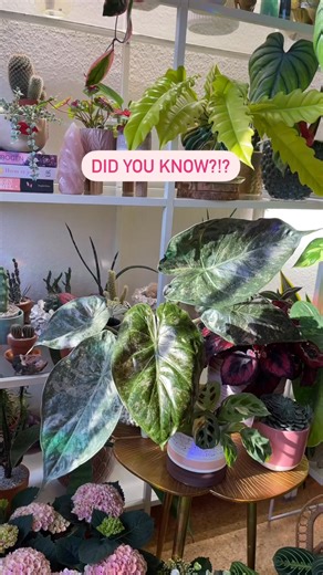 READ HERE ⬇️✨✨✌華Plants increase the Oxygen levels in the air around them. The more fresh air and Oxygen you breathe, the more Serotonin your brain will create thus the more happy and good you wi #crazypla #happyplace #plantfolk #plantladylife #indoorjungle #greenplants #plantmomaesthetic #plantlady #plantsaremagic #plantdecor #plantjungle | Daniel Joseph | Facebook