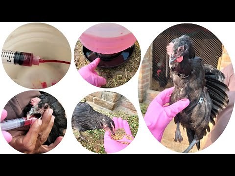 How to Help a Sick Chicken | Dr. ARSHAD