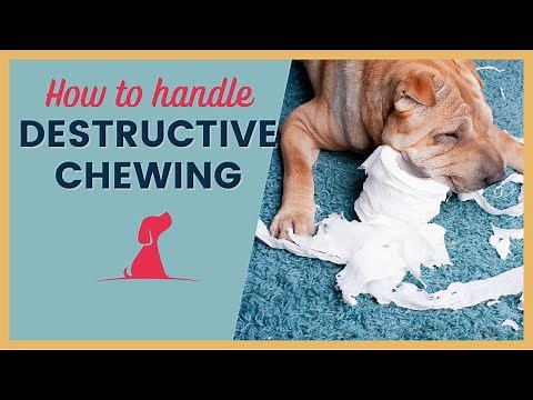 Puppy Training Tips for Destructive Chewers