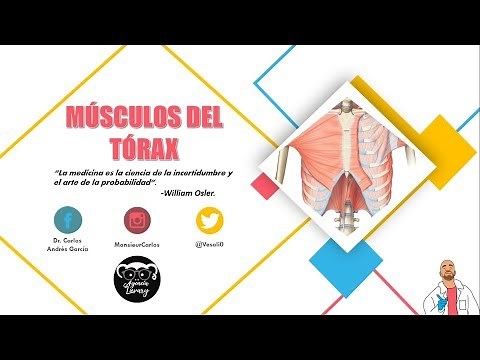 Anatomy - Muscles of the Thorax (Pectoral and Costal Girdle, Origin, Insertion)