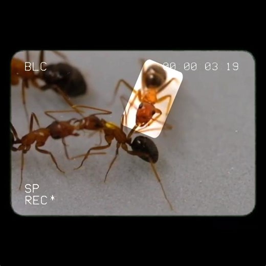 🐜 Florida Carpenter Ants Performing Amputation