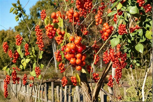 Celastrus Scandens – American Bittersweet 30 Seeds | Native Climbing Vine | Bright Orange-red Berries | Wildlife Favorite - Etsy