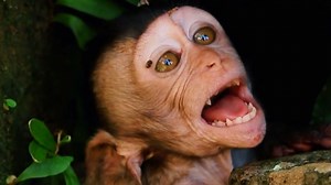 105 reactions | Heart attacking shocking baby monkey screaming loudly look very scaring | Monkey Balina | Facebook