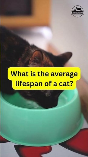 what is the average lifespan of a cat