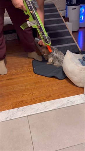 lil.bubby on Instagram: "Christmas Day drama is the best kind of drama! 😅 My poor little bubby 🤣 #dogstagram #dog #pup #yorkshireterrier #cutedogs"