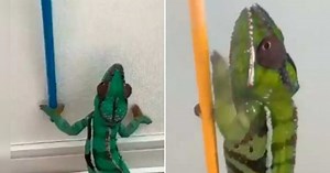 Girgit Changing Color VIDEO: 45 सेकंड में गिरगिट ने बदले इतने रंग, देखकर लोग भी रह गए भौचक्के