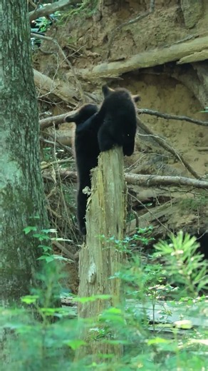 Cutest Little Black Bear Cubs Play Fighting. Life at its most awwwwesome. 😍