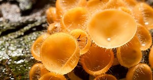 Tudo Sobre Fungos: Características, Nome Cientifico e Fotos – Mundo Ecologia