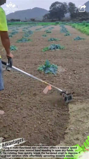 Soil Cultivation Process: How to Loosen Dry Field Earth