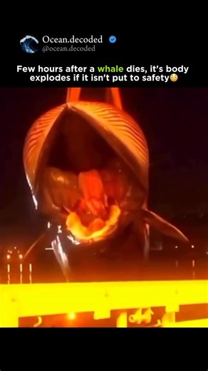 Darknature.uncovered on Instagram: "When a whale dies, decomposition begins quickly due to internal bacteria breaking down its tissues. This process produces gases like methane and hydrogen sulfide, which accumulate inside the whale’s body. If the pressure from these gases isn’t released, it can cause the body to explode, especially in warm environments. To prevent this, safety measures are taken, such as puncturing the carcass to release gases in a controlled way, towing it to remote areas, or 