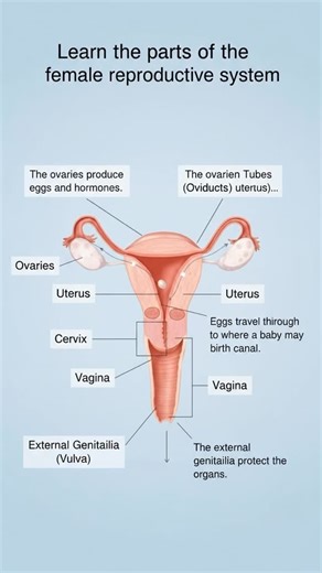 🌸 Let’s Learn the Female Reproductive System! 🌸 Do you know the parts of your reproductive system and what they do? Knowing your body helps you take better care of it! Here are the main parts: • Ovaries – produce eggs and hormones • Fallopian Tubes – carry eggs to the uterus • Uterus – where a baby grows • Cervix – connects the uterus to the vagina • Vagina – birth canal and passage for menstrual flow • External Genitalia (Vulva) – protects the reproductive organs 💡 Fun Fact: Eggs travel from