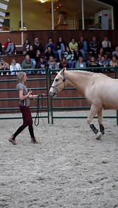 The after movie of the Open Problem Solving Training! Twix and his owners had issues in riding. He either stopped moving completely, or he reared and bucked them off. I met him during the Open Problem Solving and what a fun horse to work with. He was pretty expressive in showing what he was okay with and what not. He made a good change and when his mind opened up he started to see things differently and the problem faded away. I hope you enjoyed the training. I am doing these problem solvings no