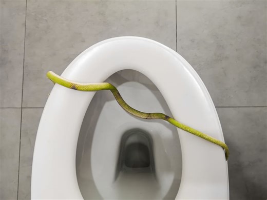 The Shocking Discovery of a Snake in the Toilet!
